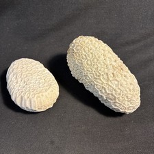 Coral Fossil. Nice Specimens x