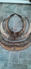 4 PAIRS of Large Cow Horns