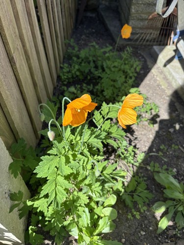 Holiday orange welsh poppy - holiday,