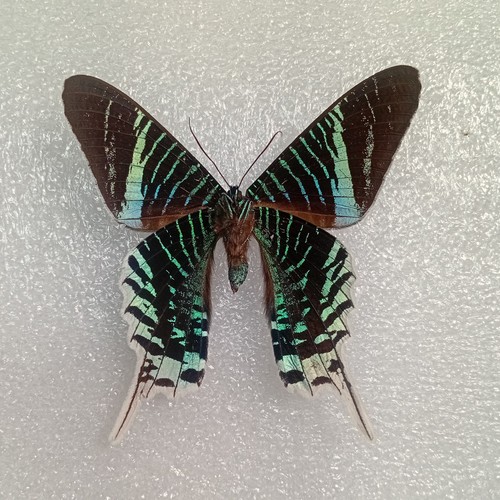 Green banded sunset moth - banded,