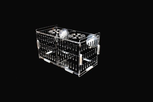 Fish breeding isolation - isolation, box