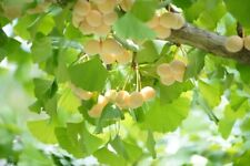 Ginkgo biloba (Maidenhair Tree) - 5 seeds