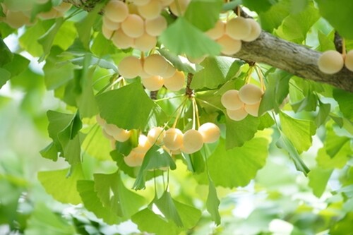 Ginkgo biloba maidenhair - ginkgo,