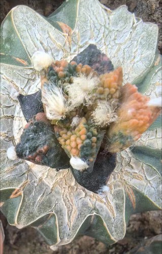 Live house plant ariocarpus - live,