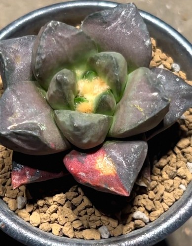 Live house plant - live,