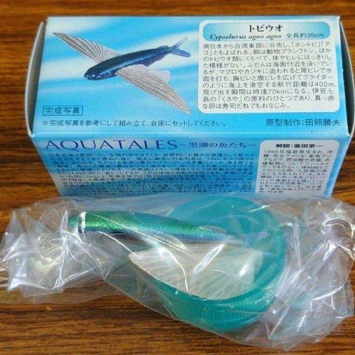Kuroshio comekko flying fish - 1,
