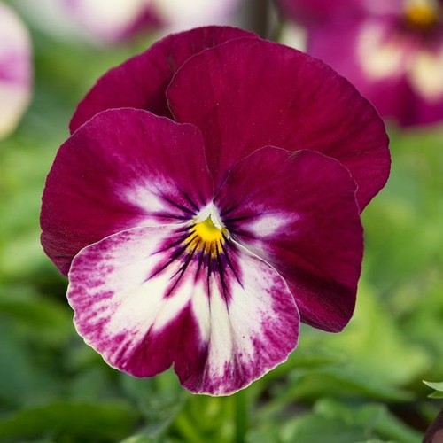 Pansy cool wave - pansy, 'cool