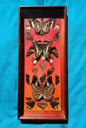 Framed real butterflies - framed,