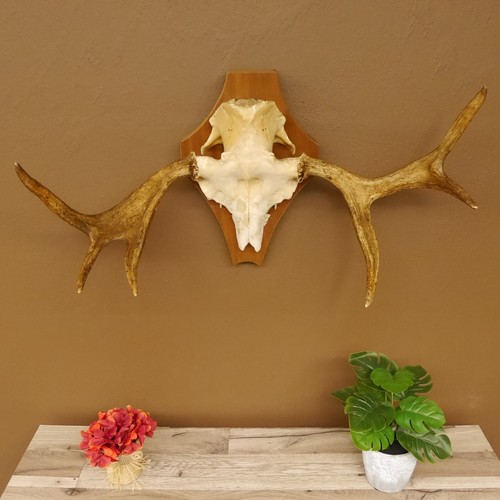 Elk small antlers width cm - elk,