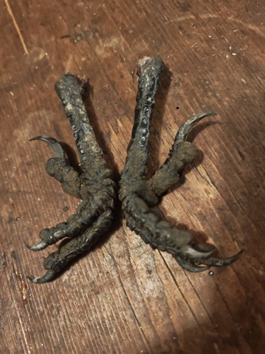 Pair crow feet dried - 1,