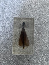 Real Rare Dragonfly Specimen