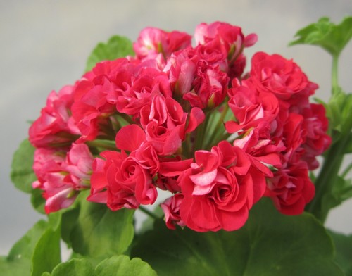 Pelargonium rosebud supreme - pelargonium,