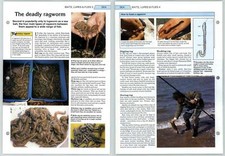 The Deadly Ragworm - Sea Baits, Lures - The Art Of Fishing Page