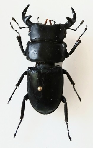 Dorcus kamijoi black - dorcus,