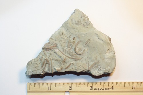 Rare xenocrinus baeri crinoid - rare,