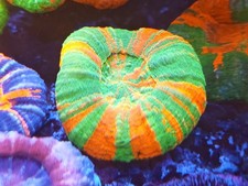 🎨Amazing Aqua Cultured