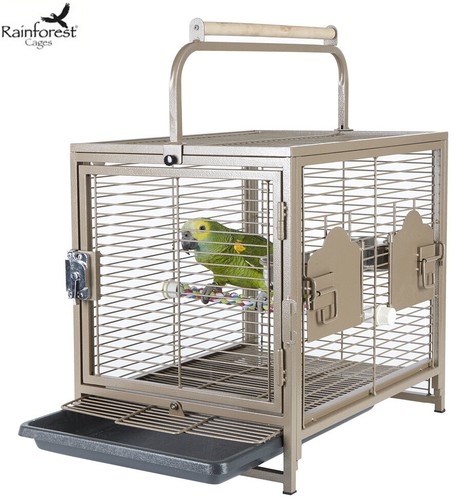Rainforest travellor parrot - travellor,