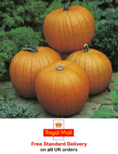 20 x PUMPKIN 'JACK O LANTERN'