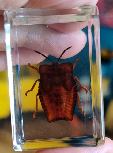 Real stink bug insect - real,