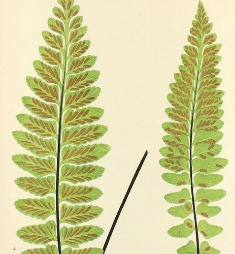Botanical spleenwort marimun - botanical,