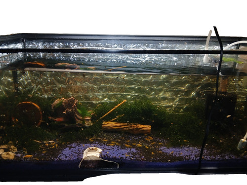 Yellow cherry shrimp - 10+2,
