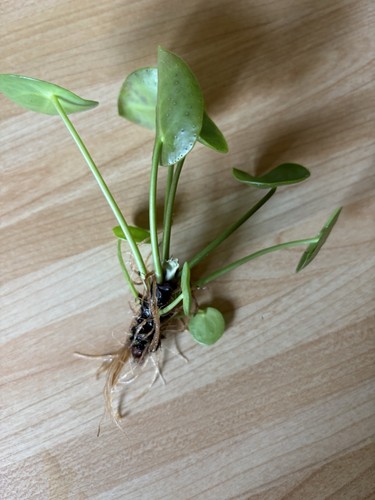 Chinese money plant - , small