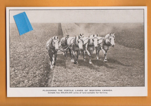 Exhibition canada horses - exhibition-,