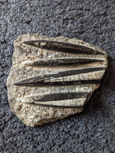 Fantastic fossil orthoceras - fantastic,