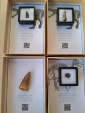 Boxed Mosasaur And 3 Dinosaur