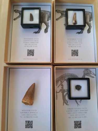 Boxed mosasaur tooth - tooth, 3