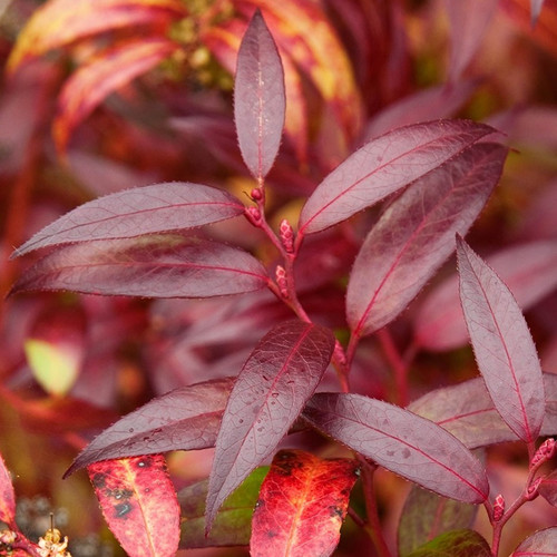 Leucothoe keiskei royal ruby - leucothoe, ruby'