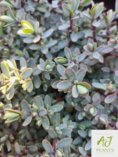 Hebe pinguifolia Pagei - 3