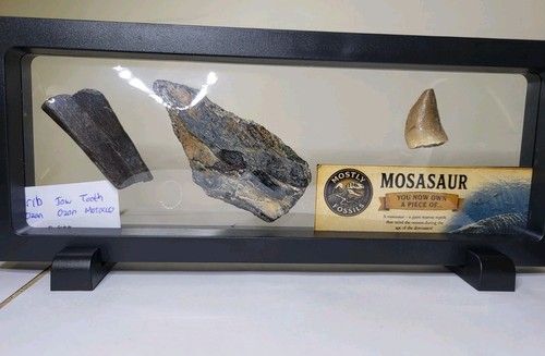 Rare mosasaur fossil - rare,