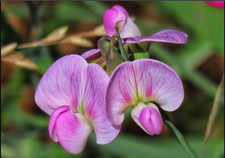 lathyrus perennial sweet pea climber plant 1 x 1 litre pot everlasting sweet pea