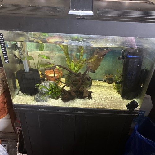 Fish tank - fish,