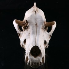 Fake Resin Animal Skull Head