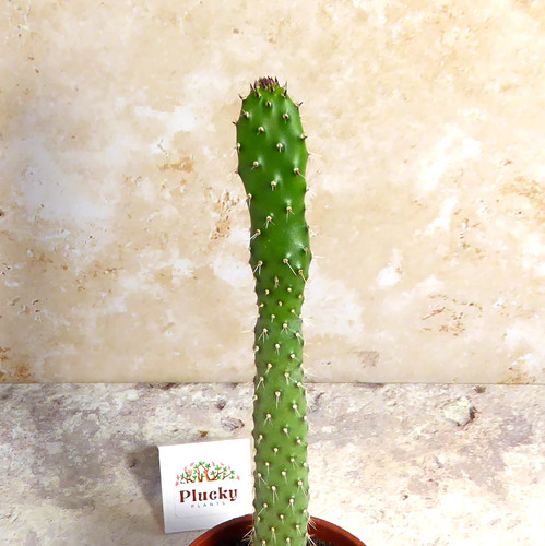 Opuntia ficus indica prickly - ficus,