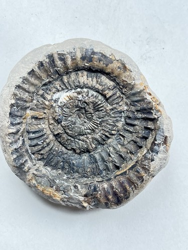 Dactylioceras fossil - dactylioceras, sp