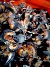 Oven Dried Land Snails. (12 In Pack) or 150g@£20.00+£2.96 Fast Postage. 