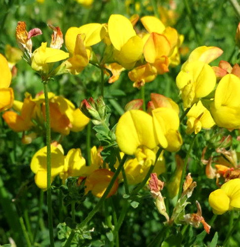Birdsfoot trefoil seeds - birdsfoot,