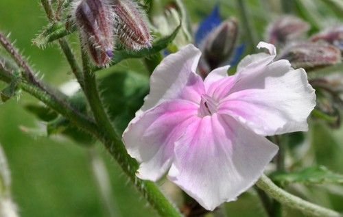 Lychnis rose campion angels - lychnis,