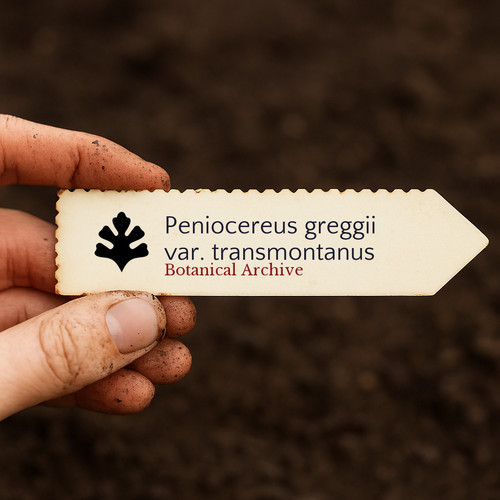 Peniocereus greggii var