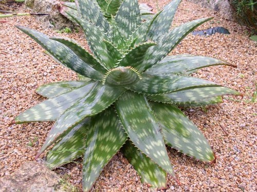Aloe maculata soap - -, vera