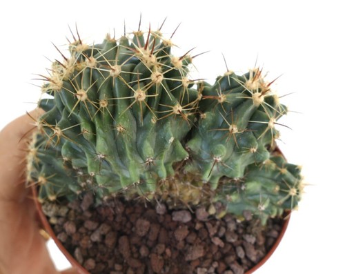 Ferocactus horridus crested - ferocactus,