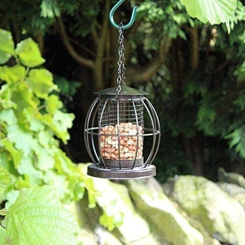 Wild bird feeding station - wild,
