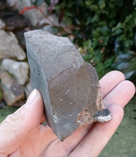 Fossil ichthyosaur neural - fossil,