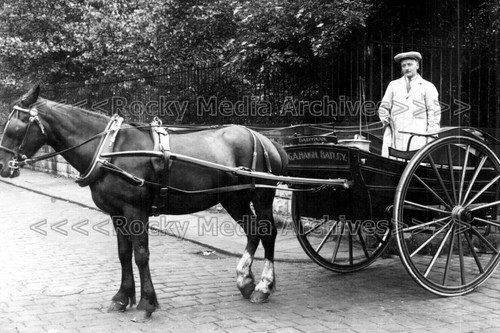 Kzx dairyman horse delivery - horse,
