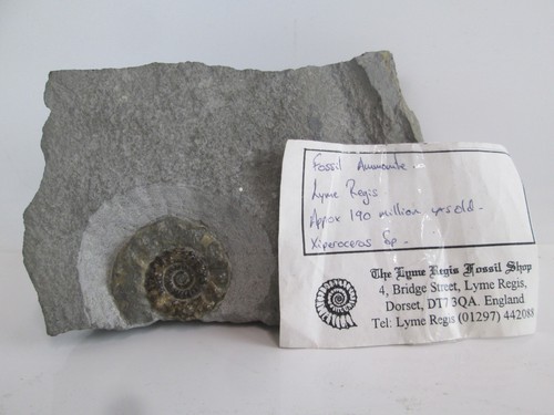 The lyme regis - the,