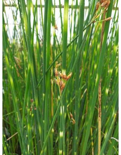 Scirpus lacustris tab