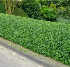 50 Wild Privet Hedging Ligustrum Plants Hedge 40-60cm,Quick Growing Evergreen